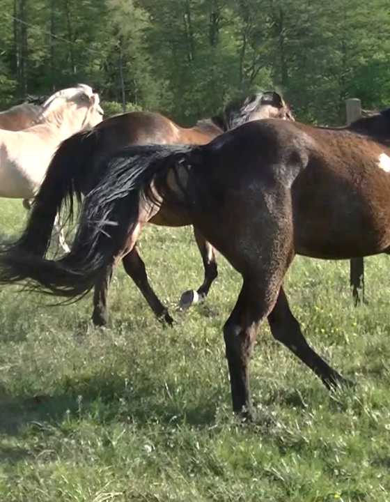 Mein erstes, eigenes, faszinierendes Jungpferd