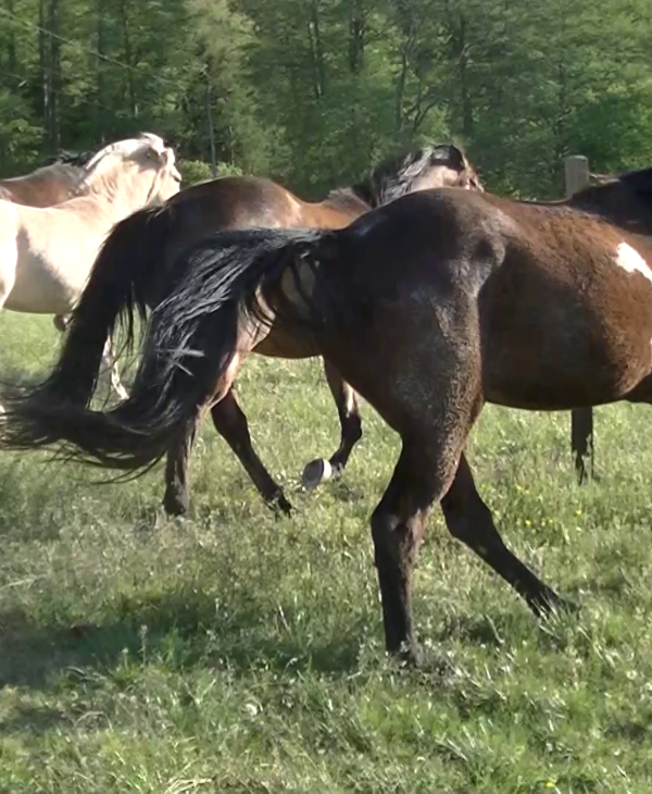 Mein erstes, eigenes, faszinierendes Jungpferd
