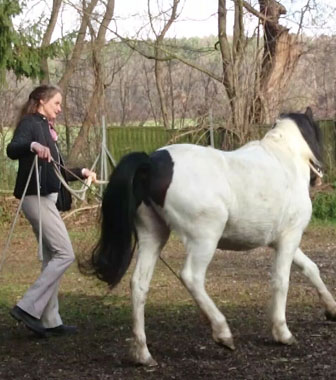 Jungpferdeausbildung