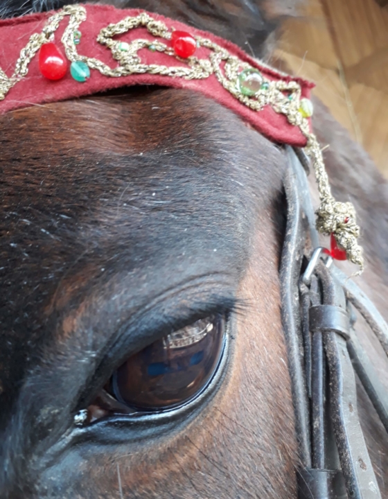 Eine ganz gewöhnliche Reitstunde