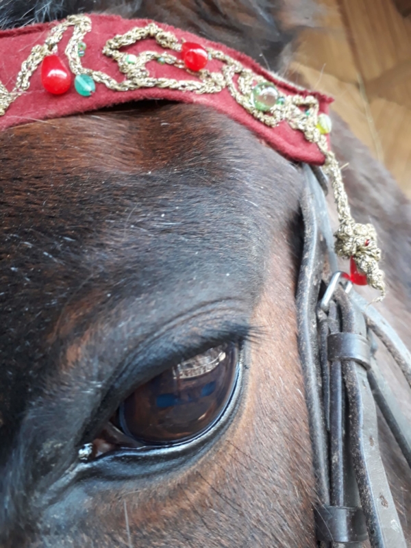 Eine ganz gewöhnliche Reitstunde